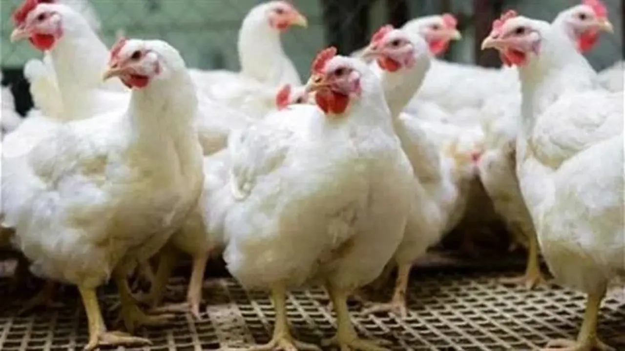 تحديث بورصة الدواجن.. أسعار الفراخ الساسو بالأسواق المصرية والمزارع اليوم